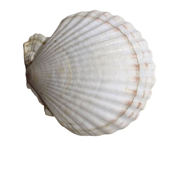 Set Of 7 White Scallop Seashells For Crafting Decor Or Beach-Themed Projects - Picture 10 of 16